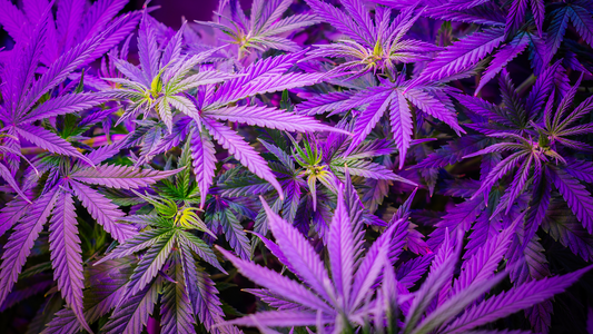 Ryse Solutions Announces HYRYSE™ Partnership with Montrose Cannabis to Divert Cannabis Waste From Landfill